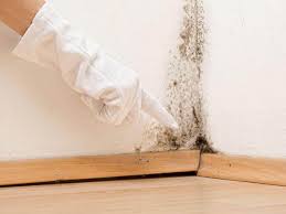 Mold Remediation for Vacation Homes in Toro Canyon, CA